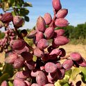 Fruto de pistacho. Variedad Kerman (3)
